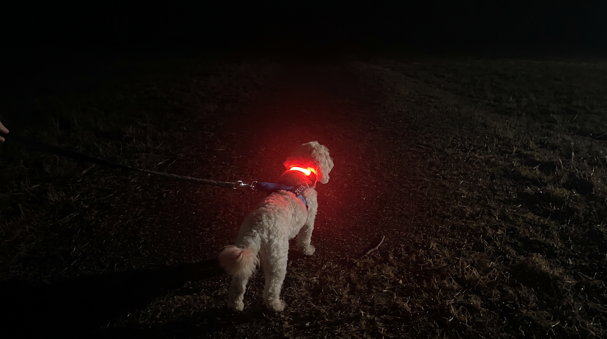 GlowTrail LED collar hero banner, wide desktop crop