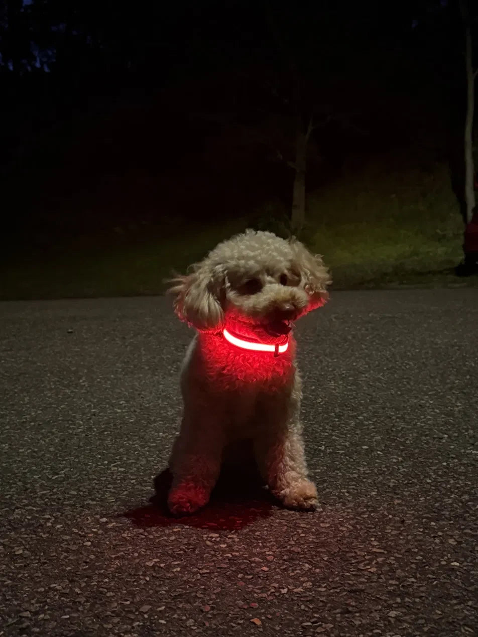 Poodle wearing a glowing red GlowTrail LED collar on a night walk